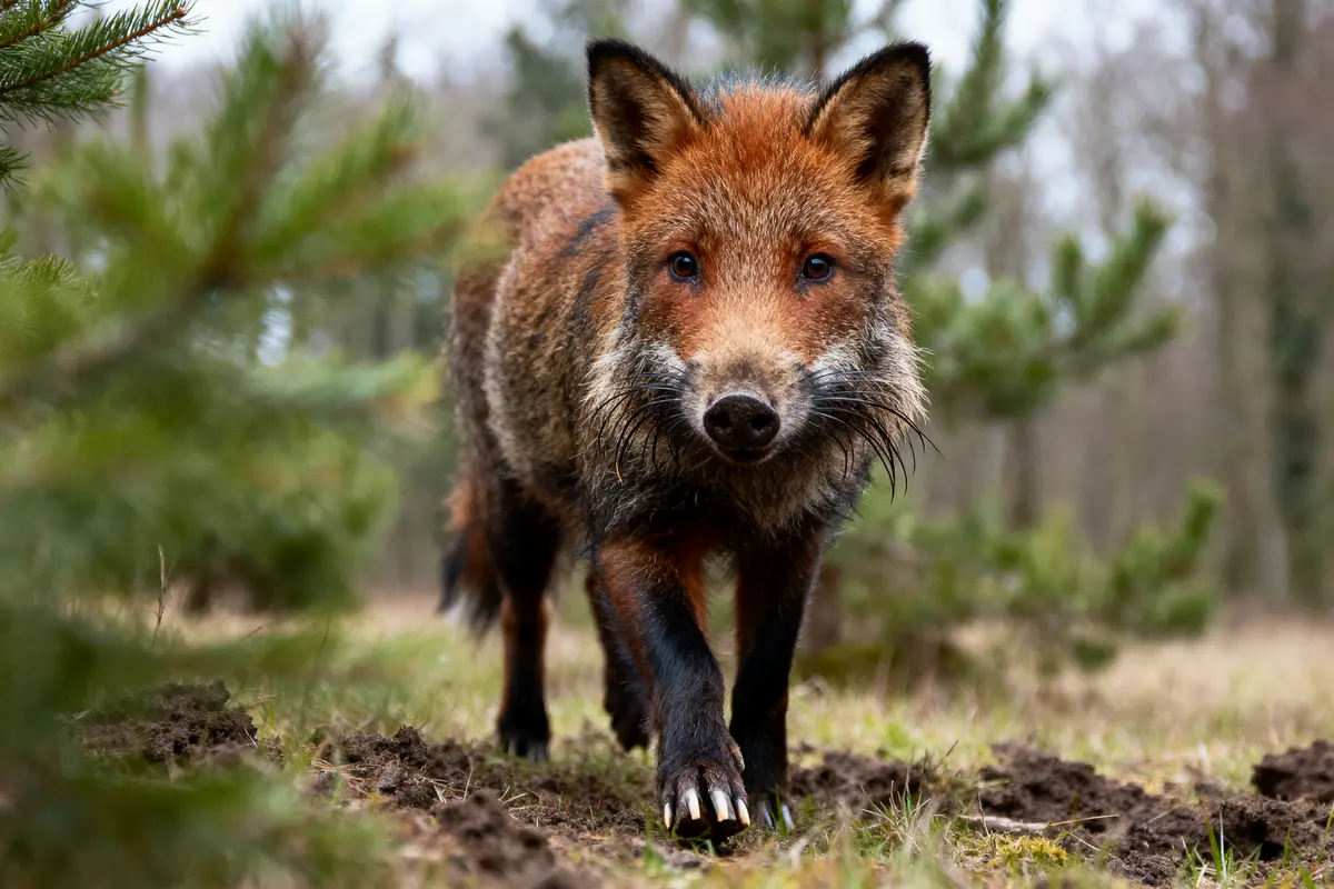 Un renard roux marchant dans une forêt, entouré de verdure floue.